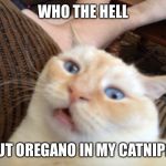 Crazy Cat | WHO THE HELL; PUT OREGANO IN MY CATNIP?! | image tagged in crazy cat | made w/ Imgflip meme maker