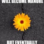 Flower In Concrete | EVEN THE MOST DELICIOUS CAKE WILL BECOME MANURE; BUT EVENTUALLY IT WILL BECOME A BED OF FLOWERS | image tagged in flower in concrete | made w/ Imgflip meme maker
