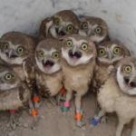 owls surprised