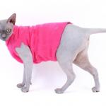 Pink Shirt Cat