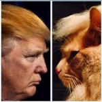 Trump - Cat