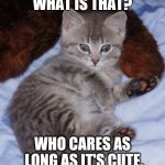 Cute_Thomas_Kitten | WHAT IS THAT? WHO CARES AS LONG AS IT'S CUTE. | image tagged in cute_thomas_kitten | made w/ Imgflip meme maker