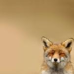 Fox Meditating