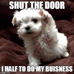 Don't like dogs | SHUT THE DOOR; I HALF TO DO MY BUISNESS | image tagged in don't like dogs | made w/ Imgflip meme maker