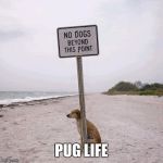 Fight the Power No Dogs | PUG LIFE | image tagged in fight the power no dogs | made w/ Imgflip meme maker
