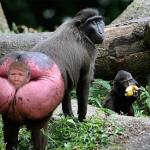 Donald trump baboon rump