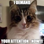 Trixie black eyes | I DEMAND; YOUR ATTENTION - NOW!!! | image tagged in trixie black eyes | made w/ Imgflip meme maker