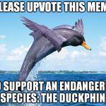 I need help spreading awareness of its endangered status. | PLEASE UPVOTE THIS MEME; TO SUPPORT AN ENDANGERED SPECIES: THE DUCKPHIN. | image tagged in memes,duckphin,funny | made w/ Imgflip meme maker