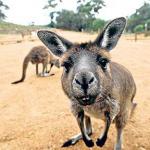 Nosy Kangaroo