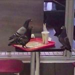Pigeon job interview