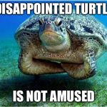 Disappointed turtle | DISAPPOINTED TURTLE; IS NOT AMUSED | image tagged in disappointed turtle | made w/ Imgflip meme maker