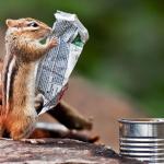 squirrel reading paper