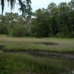 swamps