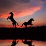 Sunset with horses meme