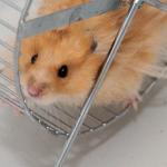 Nihilistic Hamster