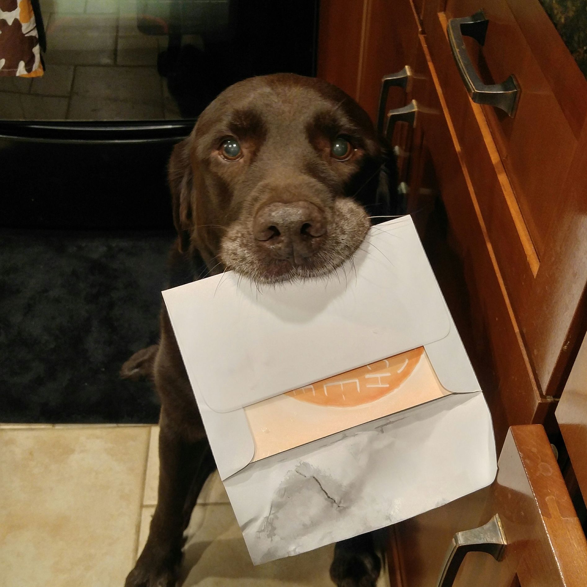 High Quality Chuckie the Chocolate Lab #TeamChuckie  Blank Meme Template