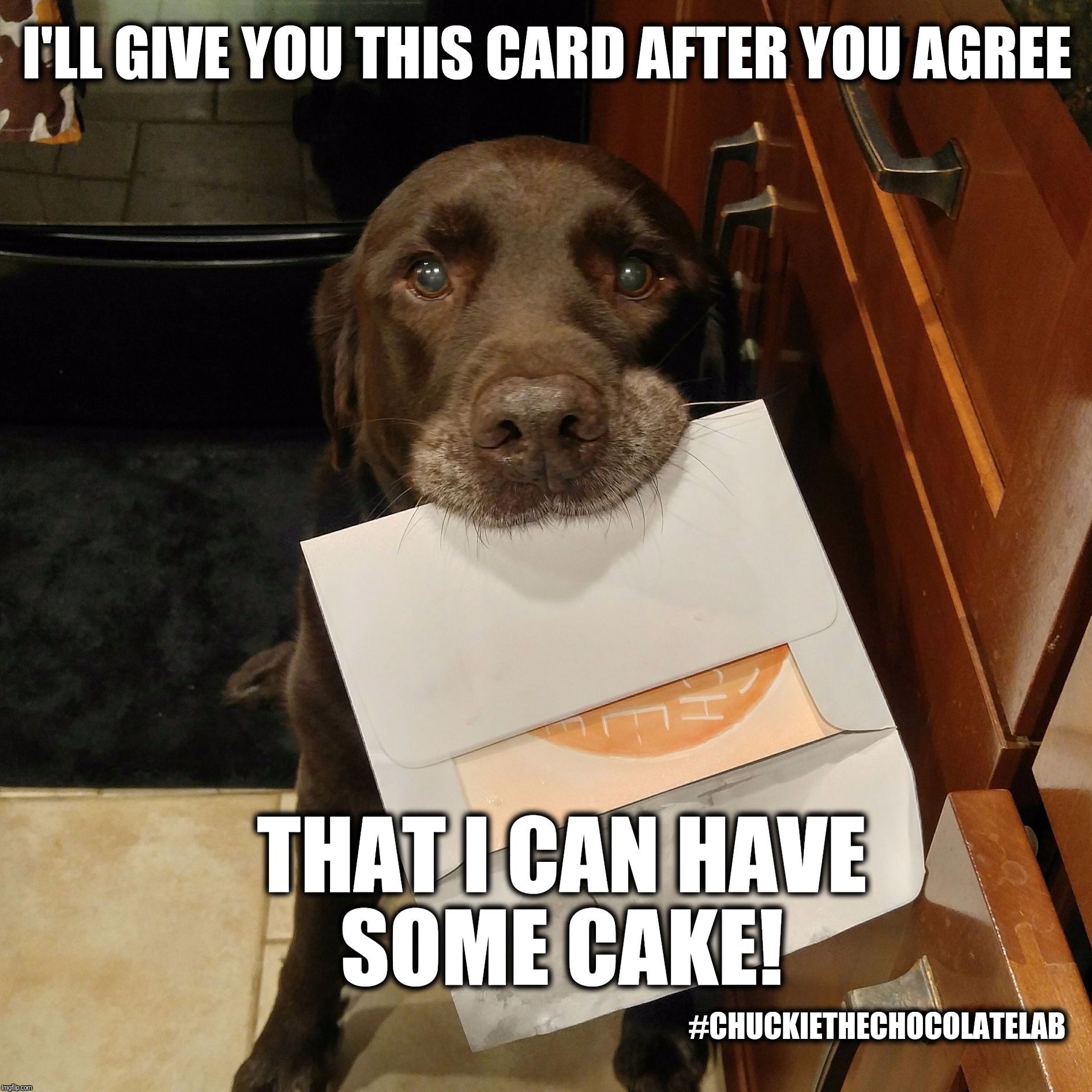 Birthday card | I'LL GIVE YOU THIS CARD AFTER YOU AGREE; THAT I CAN HAVE SOME CAKE! #CHUCKIETHECHOCOLATELAB | image tagged in chuckie the chocolate lab teamchuckie,birthday,funny,dogs,memes,cute | made w/ Imgflip meme maker
