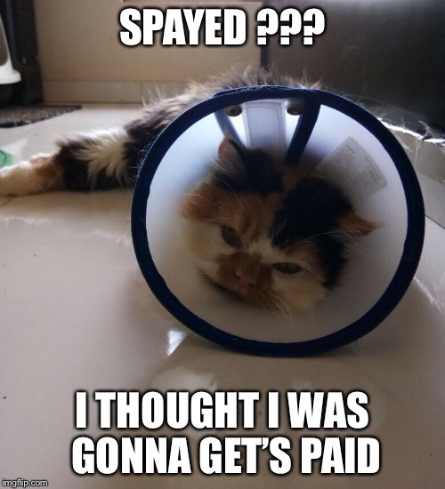 SPAYED ??? I THOUGHT I WAS GONNA GET’S PAID | image tagged in spayed | made w/ Imgflip meme maker