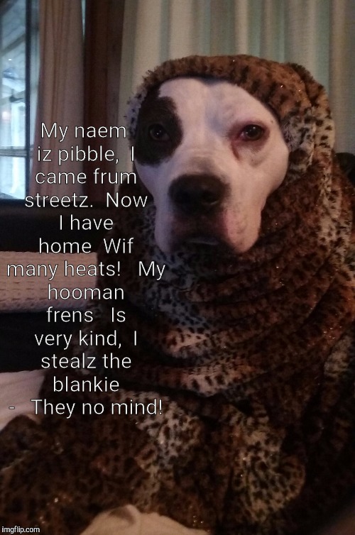 Pibble poem | My naem iz pibble,

I came frum streetz.

Now I have home

Wif many heats!


My hooman frens 

Is very kind,

I stealz the blankie - 

They no mind! | image tagged in dog,cute dog | made w/ Imgflip meme maker