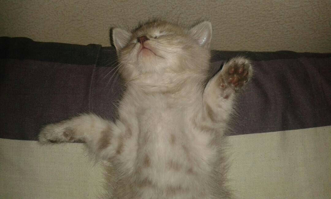 Rub me hooman Blank Meme Template