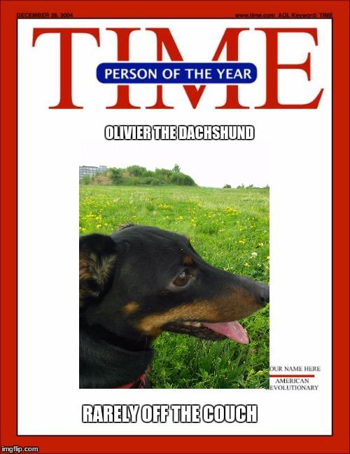 olivier | OLIVIER THE DACHSHUND; RARELY OFF THE COUCH | image tagged in dachshunds | made w/ Imgflip meme maker