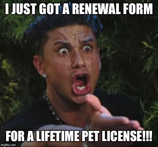 This is taking “cats have 9 lives” too literally in my humble opinion | I JUST GOT A RENEWAL FORM; FOR A LIFETIME PET LICENSE!!! | image tagged in memes,dj pauly d,americanpenguin | made w/ Imgflip meme maker