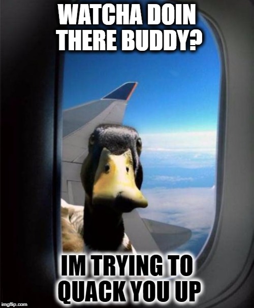 How is this possible.. | WATCHA DOIN THERE BUDDY? IM TRYING TO QUACK YOU UP | image tagged in duck on plane wing,duck,airplane,bad pun,kms | made w/ Imgflip meme maker