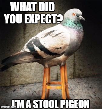 WHAT DID YOU EXPECT? I'M A STOOL PIGEON | made w/ Imgflip meme maker