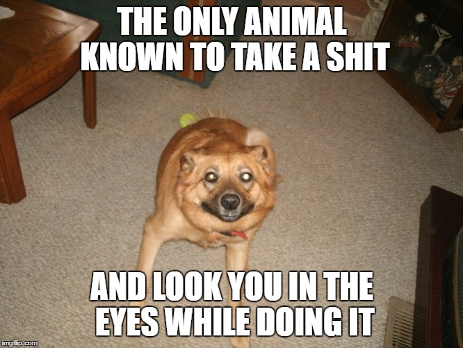 animal | THE ONLY ANIMAL KNOWN TO TAKE A SHIT; AND LOOK YOU IN THE EYES WHILE DOING IT | image tagged in dog | made w/ Imgflip meme maker