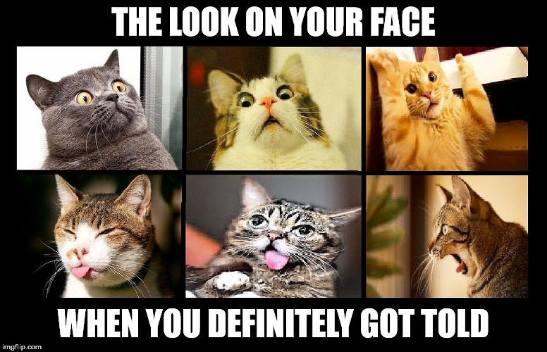You Just Got Told | THE LOOK ON YOUR FACE; WHEN YOU DEFINITELY GOT TOLD | image tagged in the cat face,what if i told you,i told you,i was told,they told me but i didn't listen,what if i told you you just got told | made w/ Imgflip meme maker
