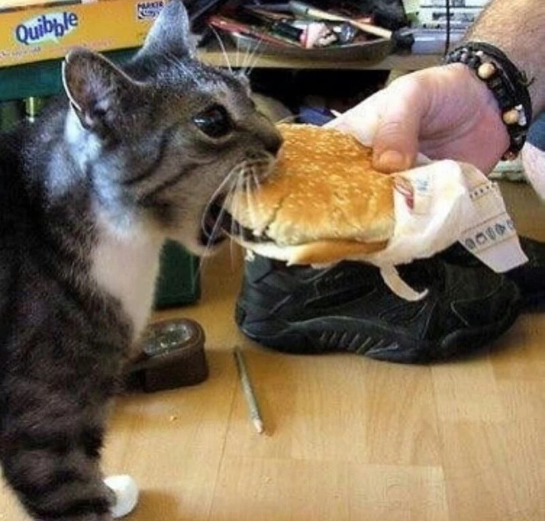 I HAZ CHEEZBURGER Blank Meme Template