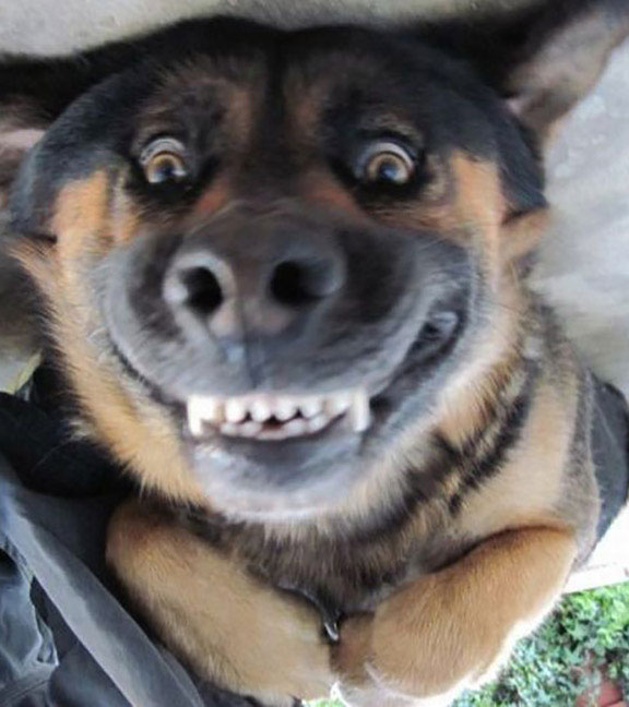 funny faces of dogs