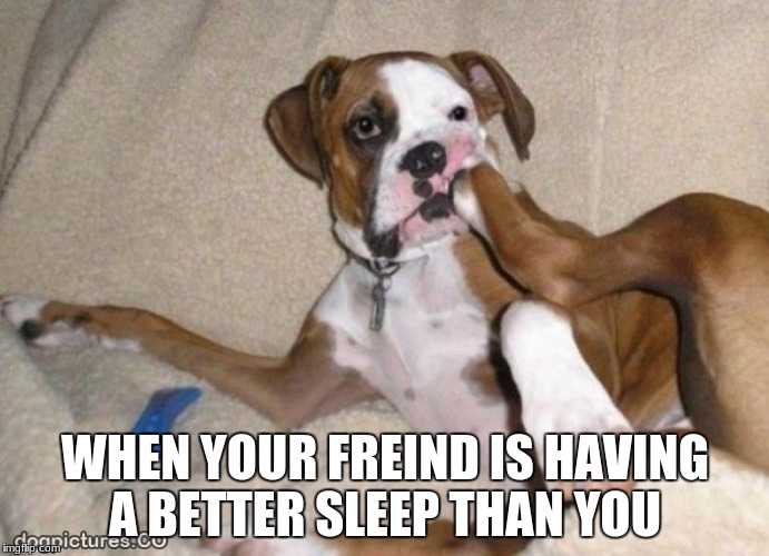 Leg In My Mouth | WHEN YOUR FREIND IS HAVING A BETTER SLEEP THAN YOU | image tagged in leg in mouth,dogs | made w/ Imgflip meme maker
