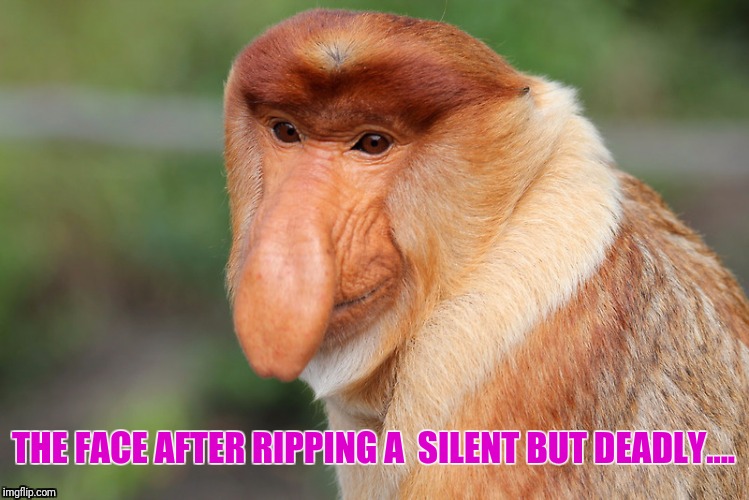 Silent But Deadly | THE FACE AFTER RIPPING A  SILENT BUT DEADLY.... | image tagged in fart,monkey,reaction,funny | made w/ Imgflip meme maker