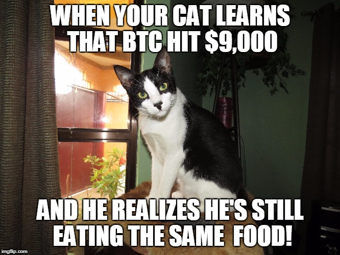 BTC is Up and the Cat Knows! | WHEN YOUR CAT LEARNS THAT BTC HIT $9,000; AND HE REALIZES HE'S STILL EATING THE SAME  FOOD! | image tagged in cats | made w/ Imgflip meme maker