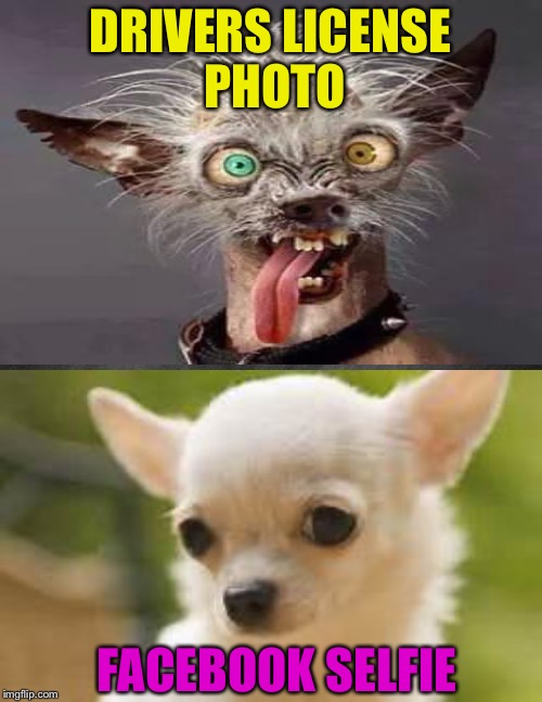 DRIVERS LICENSE PHOTO; FACEBOOK SELFIE | image tagged in memes | made w/ Imgflip meme maker