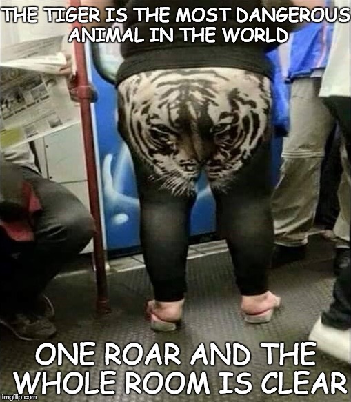 calm down kitty | THE TIGER IS THE MOST DANGEROUS ANIMAL IN THE WORLD; ONE ROAR AND THE WHOLE ROOM IS CLEAR | image tagged in lol,kitty,lolz,bacon | made w/ Imgflip meme maker