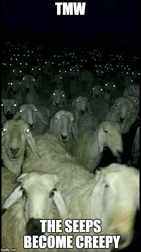 creepy sheeps | TMW; THE SEEPS BECOME CREEPY | image tagged in creepy sheeps | made w/ Imgflip meme maker