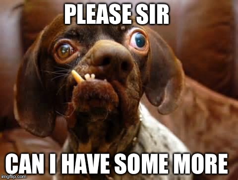 UGLY DOG | PLEASE SIR; CAN I HAVE SOME MORE | image tagged in ugly dog | made w/ Imgflip meme maker
