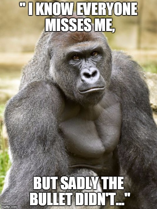 Harambe | '' I KNOW EVERYONE MISSES ME, BUT SADLY THE BULLET DIDN'T...'' | image tagged in harambe | made w/ Imgflip meme maker