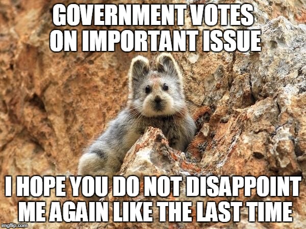 Sad Rock Bunny | GOVERNMENT VOTES ON IMPORTANT ISSUE; I HOPE YOU DO NOT DISAPPOINT ME AGAIN LIKE THE LAST TIME | image tagged in sad rock bunny,AdviceAnimals | made w/ Imgflip meme maker