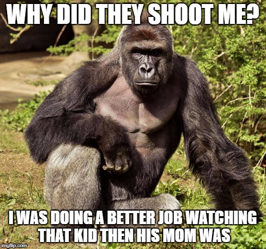 WHY DID THEY SHOOT ME? I WAS DOING A BETTER JOB WATCHING THAT KID THEN HIS MOM WAS | image tagged in harambe | made w/ Imgflip meme maker