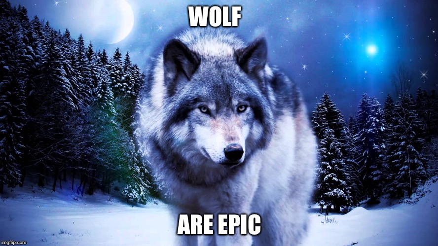 WOLF; ARE EPIC | image tagged in memes | made w/ Imgflip meme maker