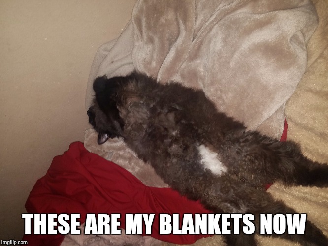 THESE ARE MY BLANKETS NOW | image tagged in cat | made w/ Imgflip meme maker