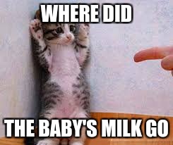 WHERE DID; THE BABY'S MILK GO | image tagged in cat,hands up | made w/ Imgflip meme maker