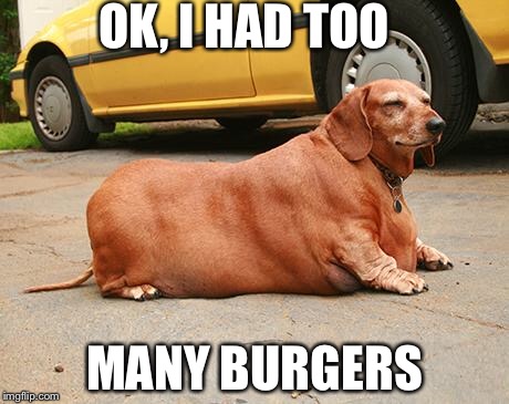 fat dachshund | OK, I HAD TOO; MANY BURGERS | image tagged in fat dachshund | made w/ Imgflip meme maker