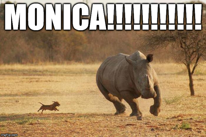 rhino- run | MONICA!!!!!!!!!!! | image tagged in animals,rhino,too fast too furious | made w/ Imgflip meme maker