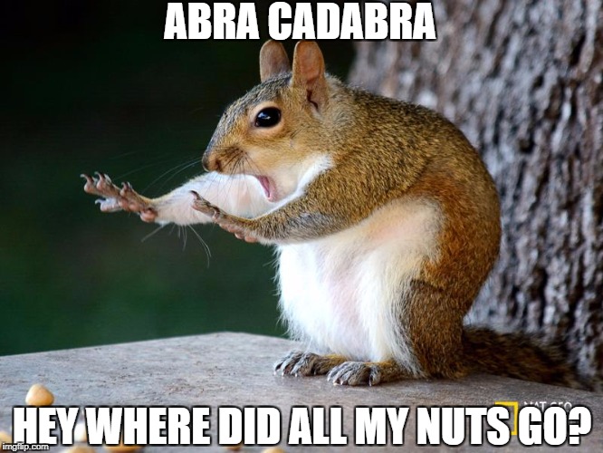 nope squirrel | ABRA CADABRA; HEY WHERE DID ALL MY NUTS GO? | image tagged in nope squirrel | made w/ Imgflip meme maker