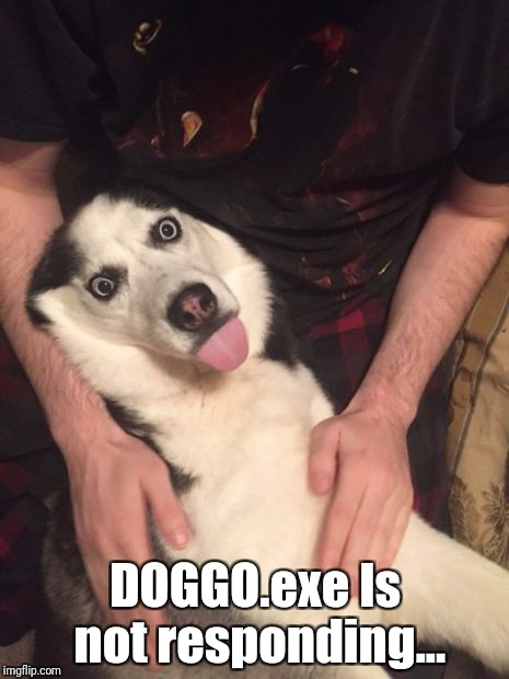 Contact DOGGO support | DOGGO.exe Is not responding... | image tagged in dogs,doggo,computers,memes | made w/ Imgflip meme maker