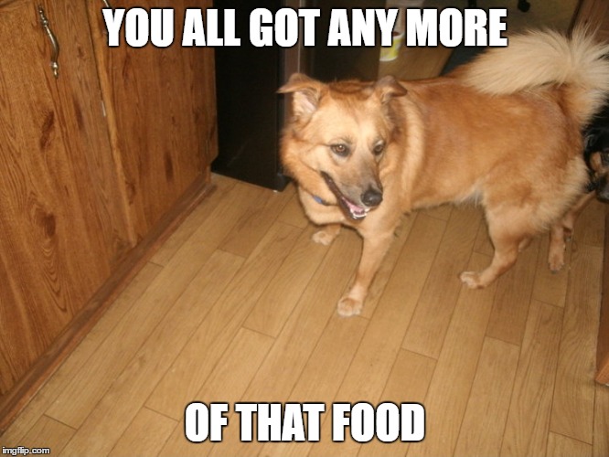 food | YOU ALL GOT ANY MORE; OF THAT FOOD | image tagged in dog | made w/ Imgflip meme maker